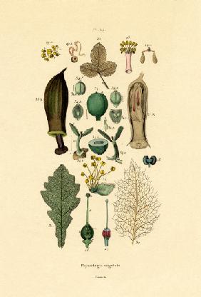 Plants 1833-39