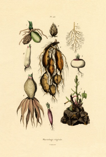 Plants von French School, (19th century)