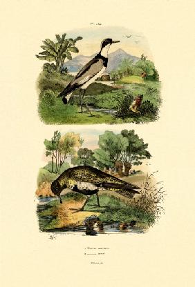 Plover 1833-39