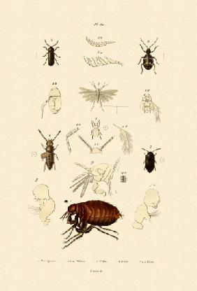 Plume Moth 1833-39