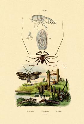 Pram Bug Amphipod 1833-39