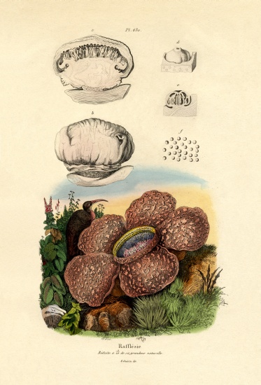 Rafflesia von French School, (19th century)