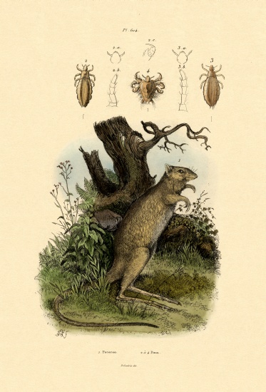 Rat-kangaroo von French School, (19th century)