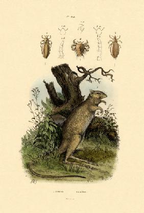 Rat-kangaroo 1833-39