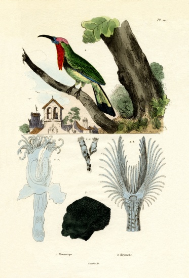 Red-bearded Bee-eater von French School, (19th century)
