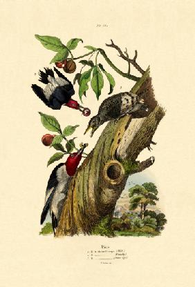 Red-headed Woodpecker 1833-39
