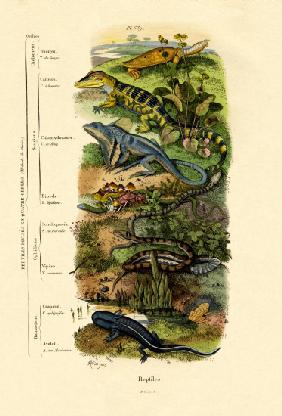Reptiles 1833-39