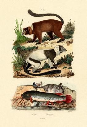 Ring-tailed Lemurs 1833-39
