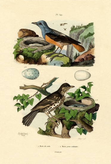 Roufus-tailed Rock-thrush von French School, (19th century)