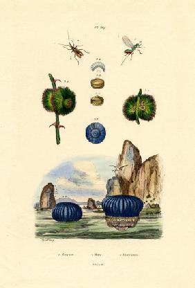 Sea Anemone 1833-39