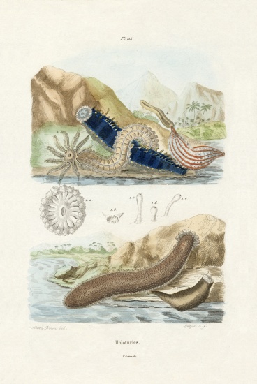 Sea Cucumbers von French School, (19th century)