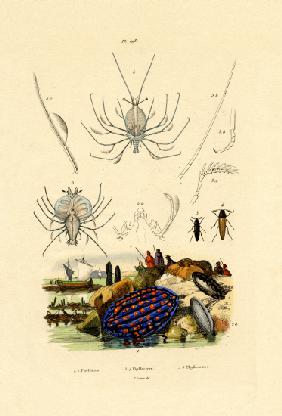 Sea Slug 1833-39