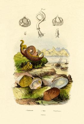 Shells 1833-39