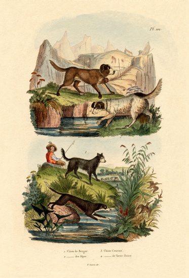 Shepherd Dog von French School, (19th century)