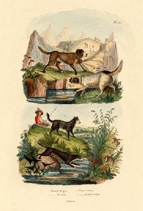 Shepherd Dog 1833-39