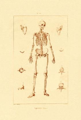 Skeleton 1833-39