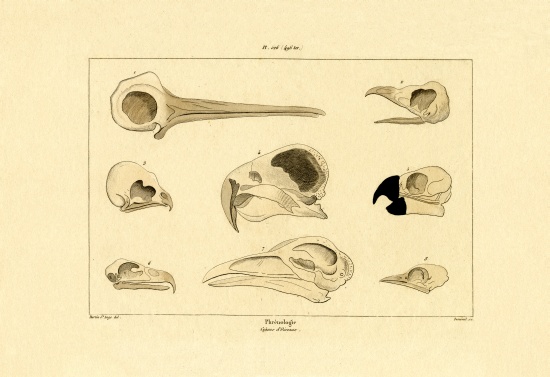 Skulls von French School, (19th century)