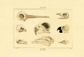 Skulls 1833-39