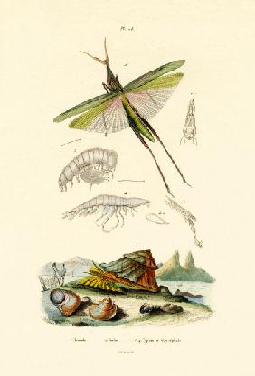 Slant-faced Grasshopper 1833-39