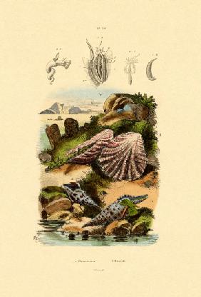 Slit Shells 1833-39