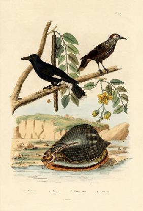 Snail 1833-39