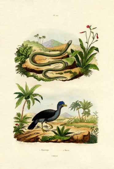 Snake von French School, (19th century)