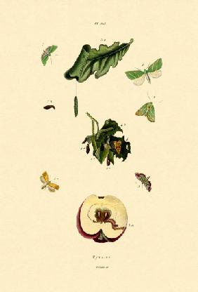 Snout Moths 1833-39