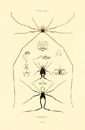 Spiders 1833-39