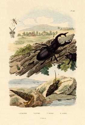 Stag Beetle 1833-39
