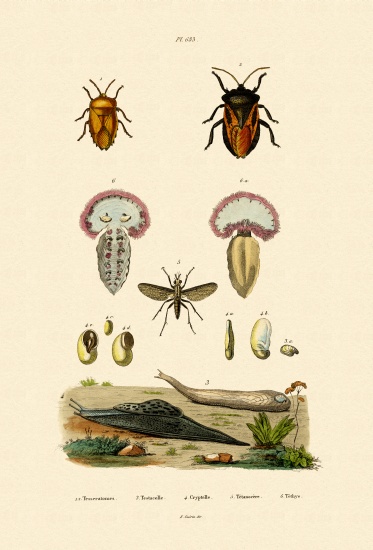 Stink Bugs von French School, (19th century)