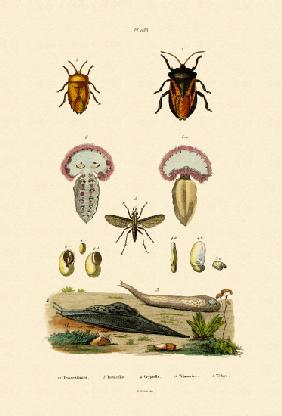 Stink Bugs 1833-39