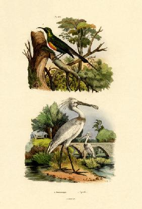 Sunbird 1833-39