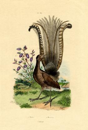 Superb Lyrebird 1833-39