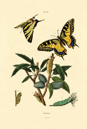 Swallowtail 1833-39