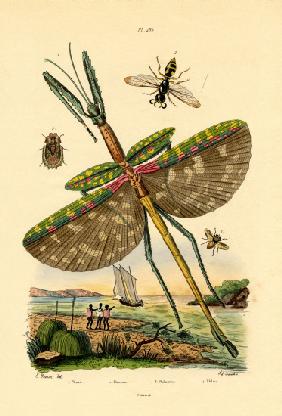 Tachinid Fly 1833-39