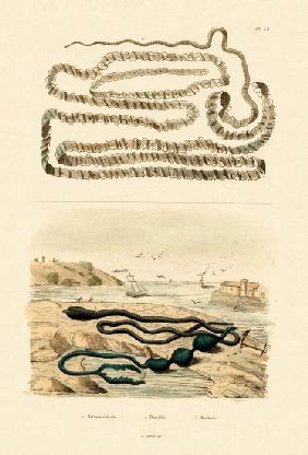 Tapeworm 1833-39