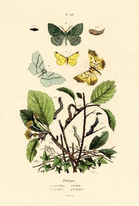 Butterflies 1833-39