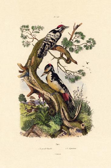 Lesser Spotted Woodpecker 1833-39