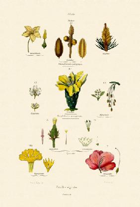 Vegetal Families 1833-39