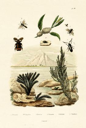Wasp 1833-39