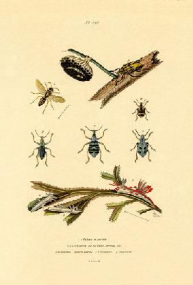 Wasp 1833-39