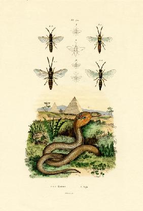 Wasps 1833-39