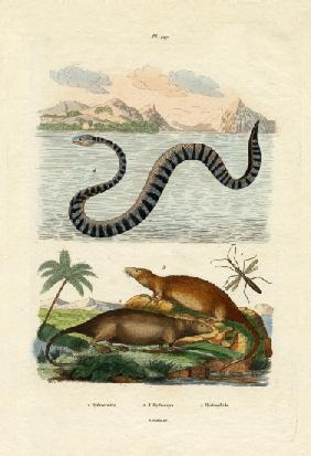 Water Rat 1833-39