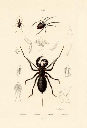 Whip Scorpion 1833-39