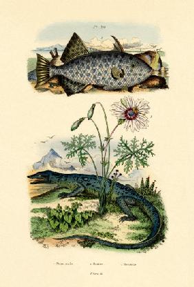 Whitespotted Filefish 1833-39