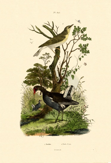Wood Warbler von French School, (19th century)