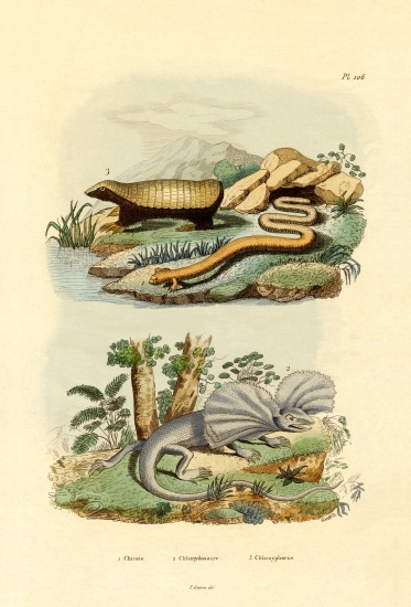 Worm Lizard von French School, (19th century)