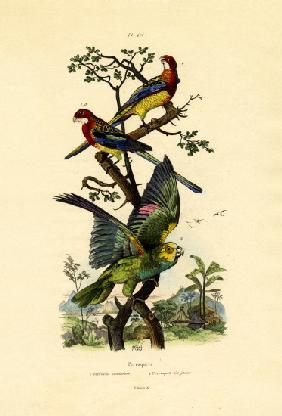 Yellow-headed Parrot 1833-39