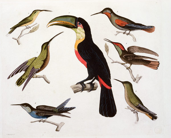Native birds, including the Toucan (centre), Amazon, Brazil, from 'Le Costume Ancien et Moderne', Vo von Friedrich Alexander, Baron von Humboldt