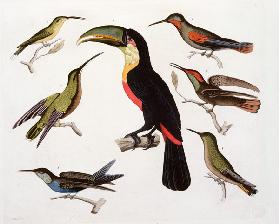 Native birds, including the Toucan (centre), Amazon, Brazil, from 'Le Costume Ancien et Moderne', Vo 1908